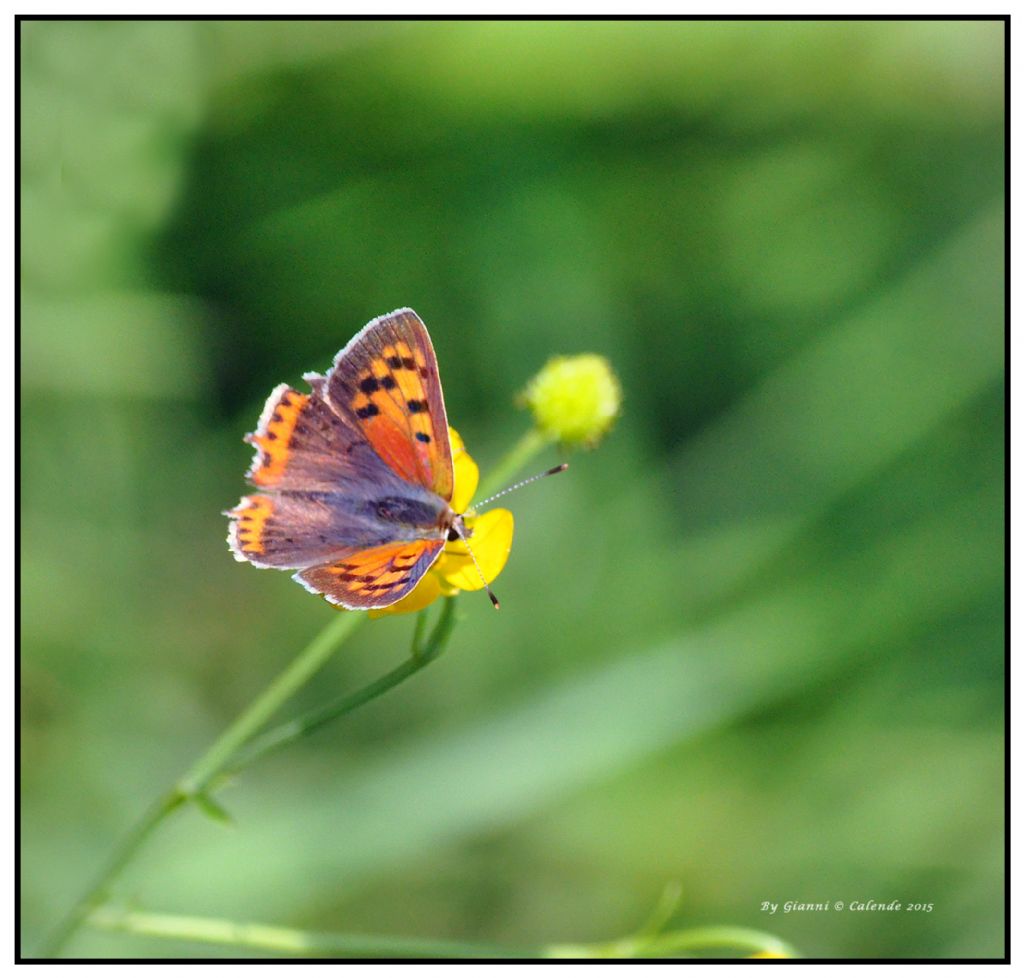 Lycaena alciphron gordius. No, Lycaena phlaeas